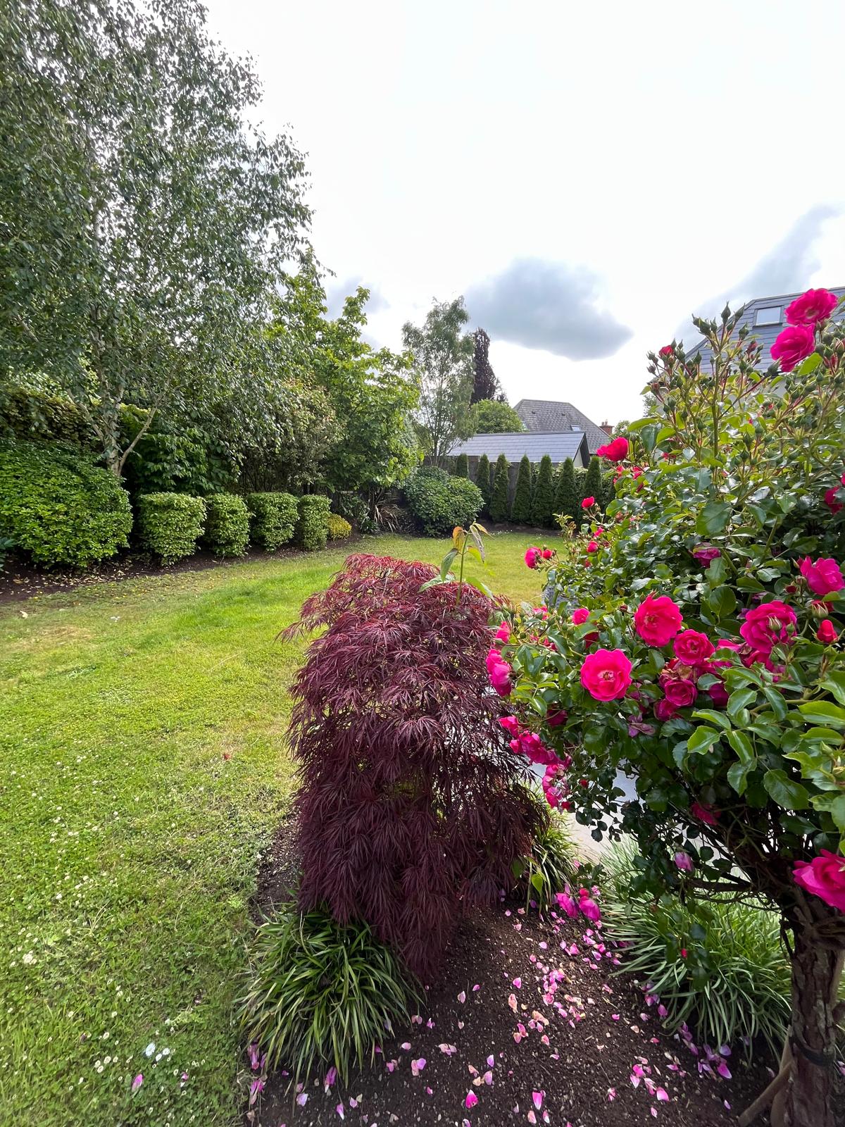 Established lawn & ornamental borders